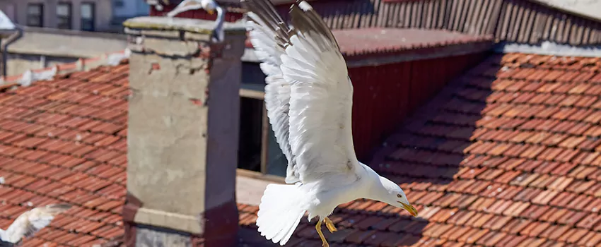 Residential Chimney Animal Removal Solution in Vienna, VA